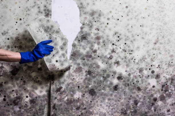 Mold Removal Process in Hargill, TX